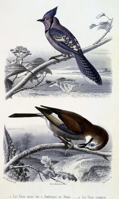 Talerz historii naturalnej: Ptaki: sójka niebieska z Ameryki Północnej i sójka pospolita - w „” Works of Buffon, T.5, ed. Fume Jouvet & Cie autorstwa Unknown artist