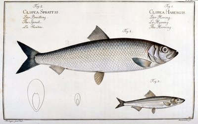 Tablica historii naturalnej: śledzie (1) i sardynki (2) autorstwa Marca Eliesera Blocha Ichtyologie Paryż - Berlin - Londyn 1787. autorstwa Unknown artist
