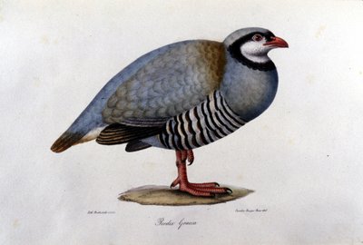 Tablica historii naturalnej przedstawiająca grecką kuropatwę. Grawerowanie z XIX wieku. autorstwa Unknown artist
