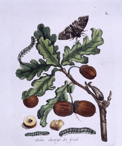 Owoce dębu: żołędzie, motyle i gąsienice autorstwa Unknown artist