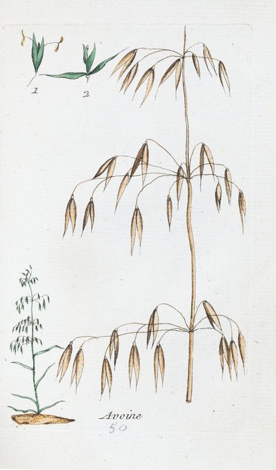 Owies autorstwa Unknown artist
