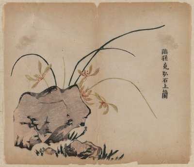 Orchidea na skałach autorstwa Unknown artist