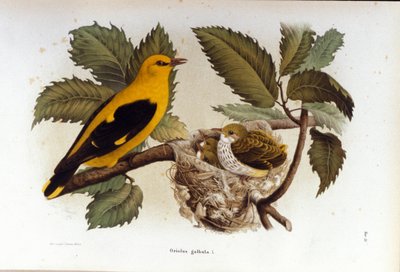 Ornitologia: loriota w pobliżu gniazda młodych. autorstwa Unknown artist