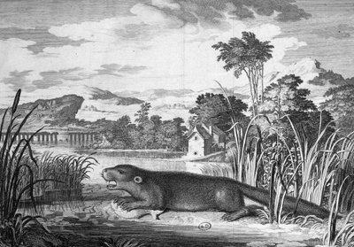 Wydra - grawer autorstwa Unknown artist