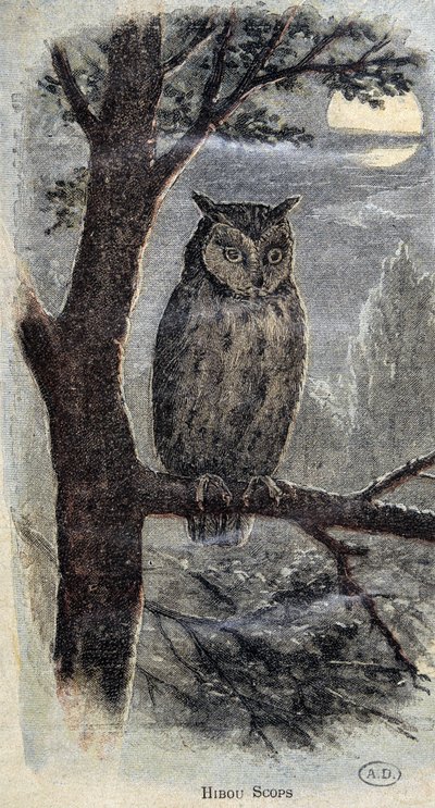 Sowa autorstwa Unknown artist