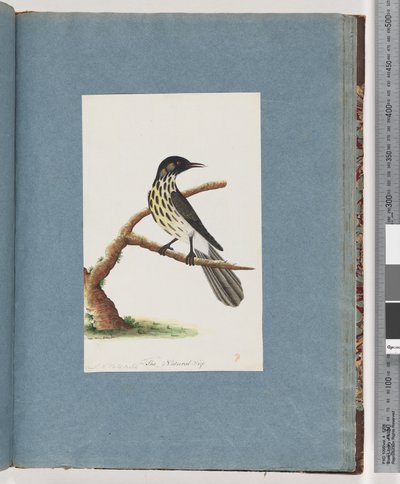Strona 100. Miodarka New Holland. Certhia Nova Hollandiae autorstwa Unknown artist