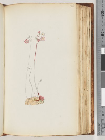 Strona 106. Brak napisu, rysunek niedokończony autorstwa Unknown artist