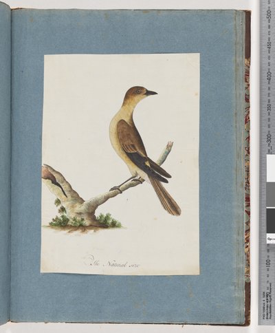 Strona 109. Niezidentyfikowany ptak autorstwa Unknown artist