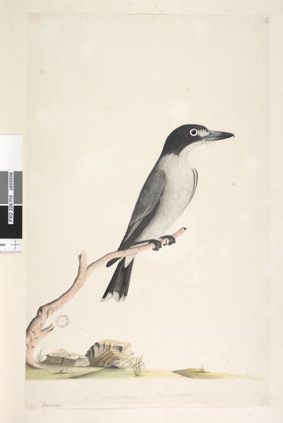 Strona 10. Vanga. na dole pośrodku w innej ręce Naturalnej wielkości, tęczówka wątpliwa Samiec drapieżnika szarego Cracticus torquatus, 1791-92 autorstwa Unknown artist
