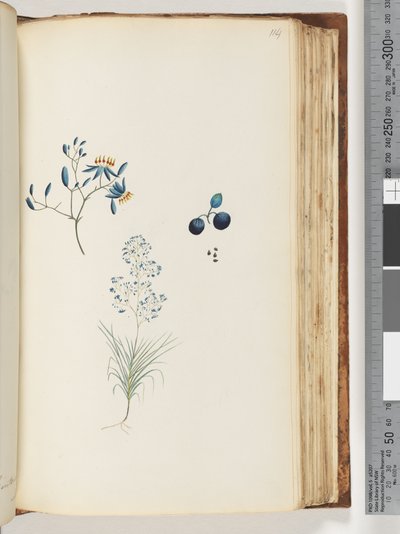Strona 114. Nienazwana roślina kwitnąca autorstwa Unknown artist