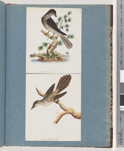 Strona 119. Niezidentyfikowany ptak. 120. Niezidentyfikowany ptak autorstwa Unknown artist