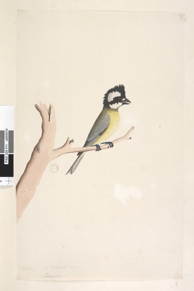 Strona 11. Laniusz. powyższy tytuł w innym rozdaniu Październik. Dzierzba czubata naturalnej wielkości, sikora Falcunculus frontatus, 1791-92 autorstwa Unknown artist