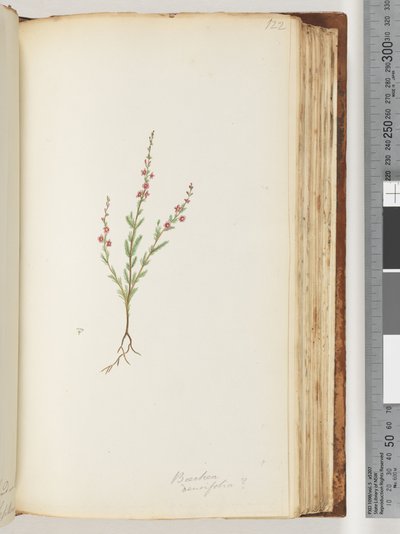 Strona 122. Prawdopodobnie Baeckea densifolia autorstwa Unknown artist