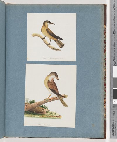 Strona 125. Niezidentyfikowany ptak. 126. Niezidentyfikowany ptak autorstwa Unknown artist