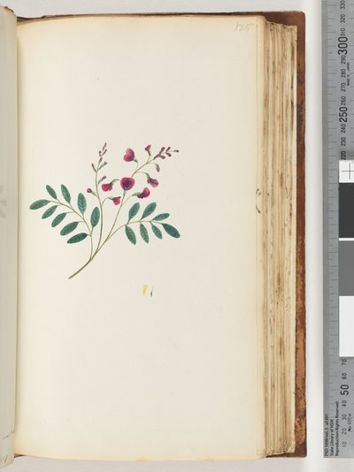 Strona 125. Niezidentyfikowana roślina autorstwa Unknown artist