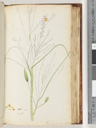 Strona 126. Niedokończony rysunek Viminaria denudata autorstwa Unknown artist