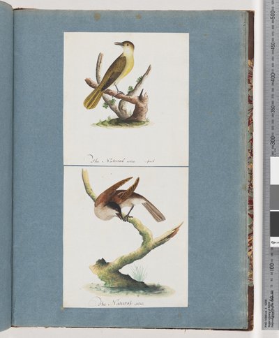 Strona 129. Niezidentyfikowany ptak. 130. Niezidentyfikowany ptak autorstwa Unknown artist