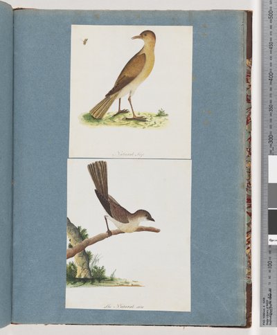 Strona 131. Niezidentyfikowany ptak. 132. Niezidentyfikowany ptak autorstwa Unknown artist