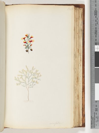 Strona 132. Ericifolia autorstwa Unknown artist