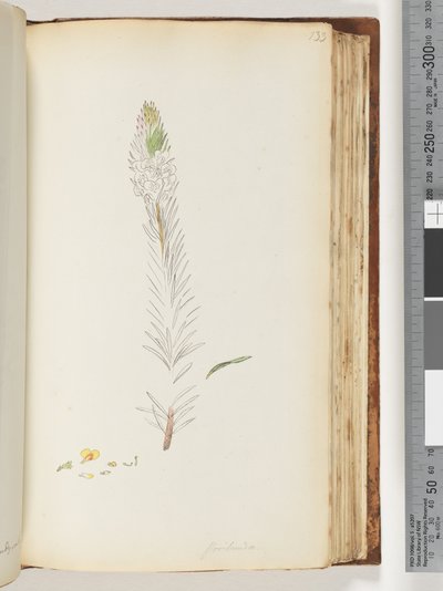 Strona 133. Niedokończony rysunek Floribunda autorstwa Unknown artist