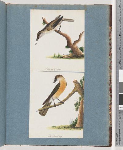 Strona 133. Niezidentyfikowany ptak. 134. Niezidentyfikowany ptak autorstwa Unknown artist