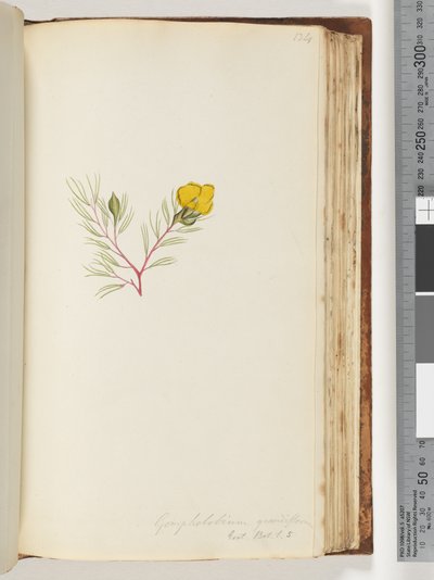 Strona 134. Gompholobium grandiflorum / Exot. Nerw. t. 5 autorstwa Unknown artist