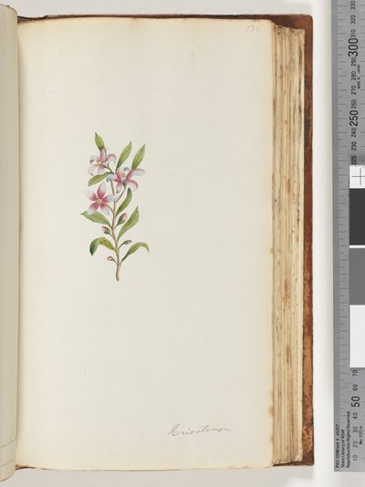Strona 135. Eriostemon autorstwa Unknown artist