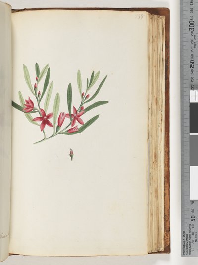 Strona 138. Nienazwana roślina kwitnąca i owad autorstwa Unknown artist