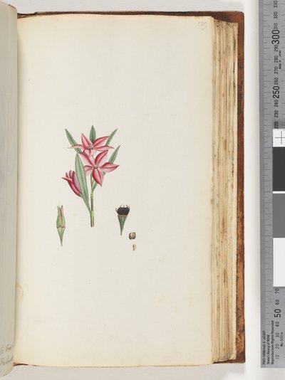 Strona 139. Nienazwana roślina kwitnąca autorstwa Unknown artist