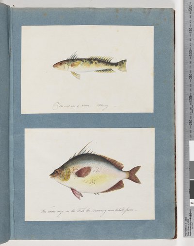 Strona 13. Niezidentyfikowane ryby. 14. Niezidentyfikowana ryba autorstwa Unknown artist