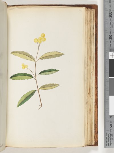 Strona 140. Niezidentyfikowany kwiat, październik 1794 autorstwa Unknown artist