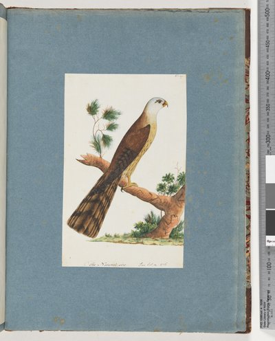 Strona 141. Niezidentyfikowany ptak autorstwa Unknown artist
