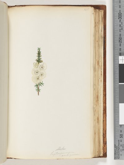 Strona 145. Alela / Leptospermum ambiguum autorstwa Unknown artist