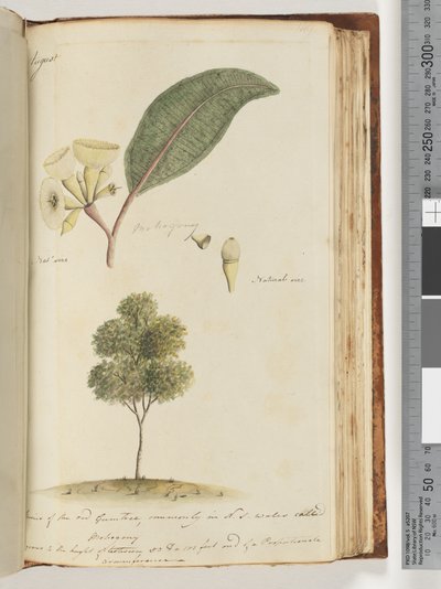 Strona 149. Naturalna wielkość, gatunek czerwonego drzewa dziąseł, powszechnie w NSW zwany Mohogony autorstwa Unknown artist