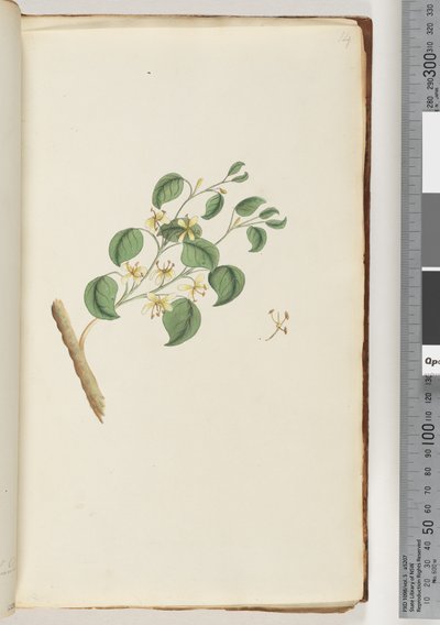 Strona 14. Niezidentyfikowana roślina autorstwa Unknown artist