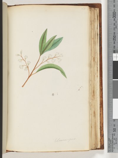 Strona 150. Elaeocarpus autorstwa Unknown artist