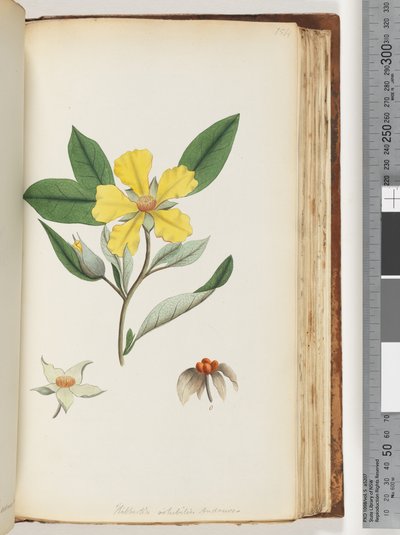 Strona 154. Hibbertia volubilis / Andrews Gwinea Kwiat autorstwa Unknown artist