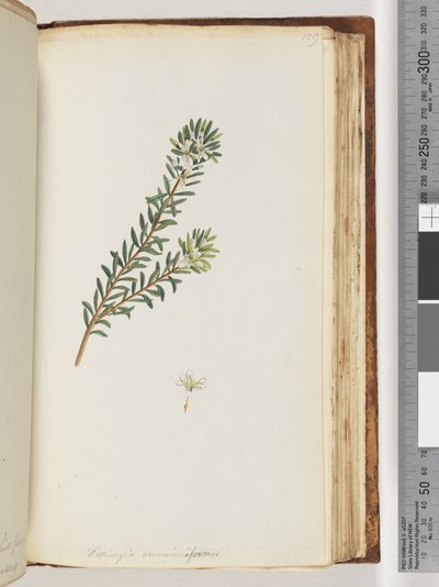 Strona 159. Westringea rosmariniformis autorstwa Unknown artist