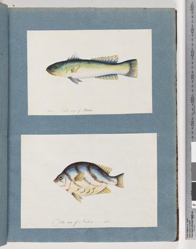Strona 15. Niezidentyfikowana ryba 16. Niezidentyfikowana ryba autorstwa Unknown artist