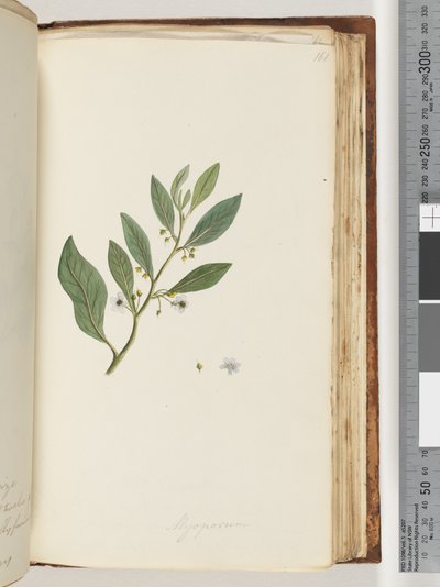 Strona 161. Myoporum autorstwa Unknown artist