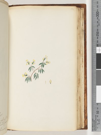 Strona 162. Niezidentyfikowany zakład autorstwa Unknown artist