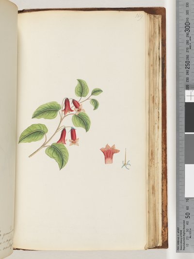 Strona 169. Nienazwana roślina kwitnąca autorstwa Unknown artist