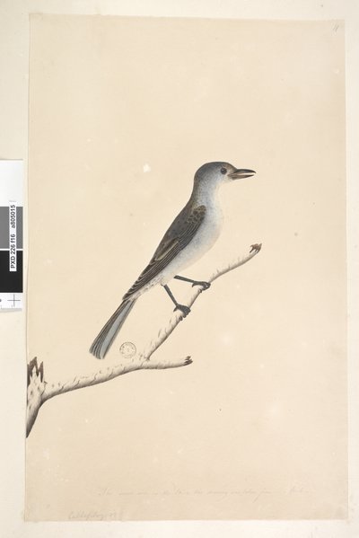 Strona 16. Ceblephyris wzdłuż dolnej krawędzi w innej ręce Ten sam rozmiar co ptak, z którego został wzięty rysunek. Kwiecień Grey Shrike Thrush Colluricincla harmonijka, 1791-92 autorstwa Unknown artist