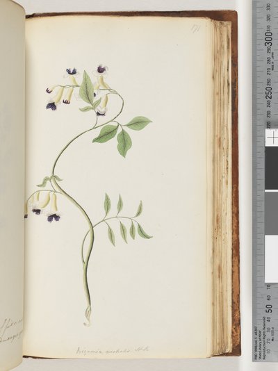 Strona 171. Bignonia australijska H.K autorstwa Unknown artist