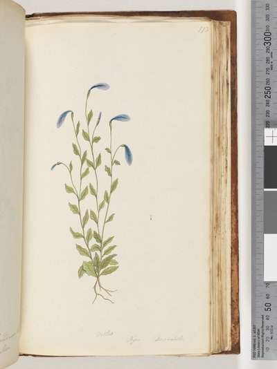 Fioletowy. Pigia, Decandolli autorstwa Unknown artist