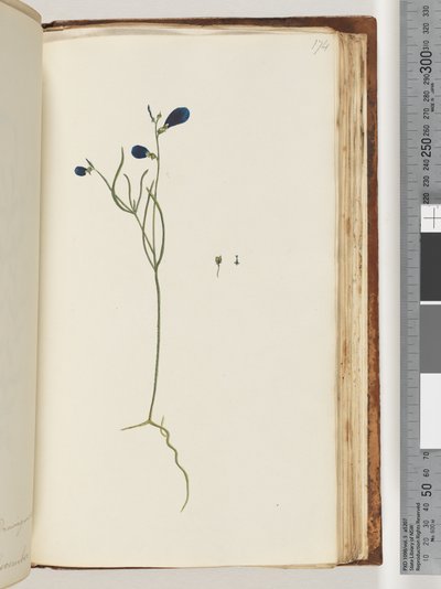 Strona 174. Niezidentyfikowana roślina autorstwa Unknown artist