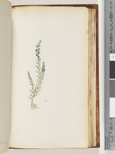 Strona 176. Niezidentyfikowana roślina autorstwa Unknown artist