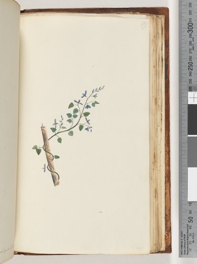 Strona 179. Niezidentyfikowana roślina autorstwa Unknown artist