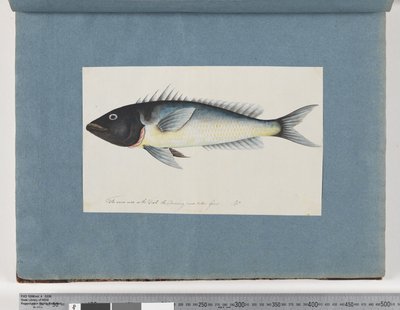 Strona 17. Niezidentyfikowana ryba (akwarela na papierze) autorstwa Unknown artist