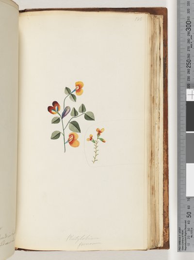Strona 180. Platylobium formosum / Przystojny Płaski groszek autorstwa Unknown artist